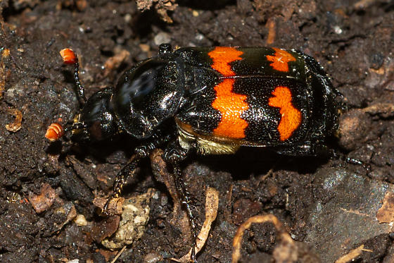 Carrion Beetles: Grooving on Nature, Watching Wildlife, Whilst